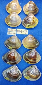 蛤 YMRS−24-0506-7　55mm×10個　　江戸前　ハマグリ　貝殻　標本　材料