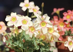 本日から球根の出品 Oxalis obtusa Vermilion 赤系のリングが可愛いobtusaです(*^^*) 華やかなお花で目立ちます♪ 球根５球