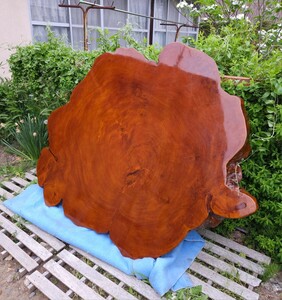 日本のアンティーク 一枚板 無垢材 桜材 座卓 ローテーブル 厚さ8.5cm 輪切り 旧家蔵出し インテリア 和家具 希少 古材 木材 レトロ
