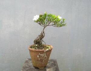 小品　根上がり　さつき盆栽　　◆小太郎◆　　鉢　　　１０.５ｃｍ