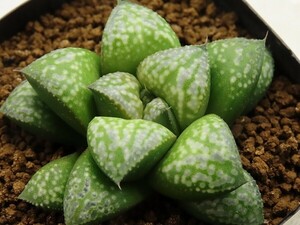 ■[W029]Green Wolf　グリーンウルフ　ヤマト運輸 【多肉植物　Haworthia　ハオルチア　ハオルシア】