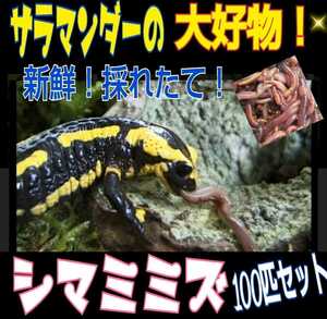 サラマンダーの餌に！新鮮！採れたて直送！シマミミズ100匹セット☆良く食べます！栄養満点！爬虫類の餌、亀の餌、観賞魚の餌、釣りの餌に