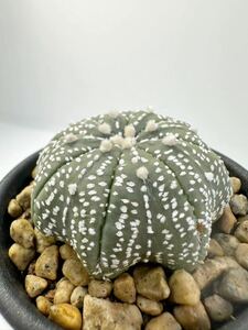 Astrophytum asterias (Star Shape) アストロフィツム兜スタージェイプ （ヒトデ型） 輸入株 実生 抜き苗は送料込◎ランポー　希少株