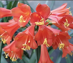 クンシラン　Day Tripper 実生苗　3号サイズ　赤いベル咲きのお花が咲く銘品　フィロデンドロン　モンステラ　コーデックス