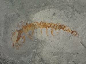 ユタ州の化石◆CU065 ハルキゲニア？　巨大葉足類　バージェスモンスター