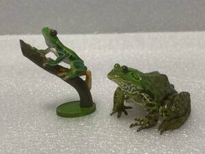 原色両生類カエル図鑑　2体セット　アカメアマガエル＆ウシガエル