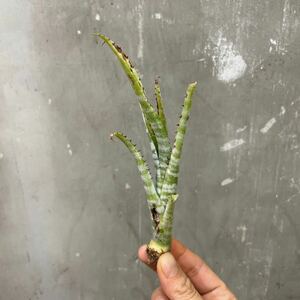 ［Pof］Billbergia stenopetala ビルベルギア・ステノペタラ