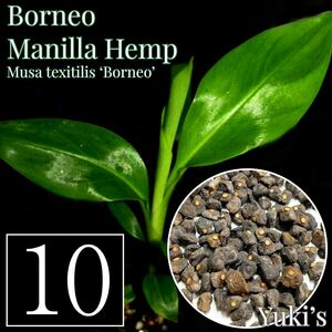 ボルネオ マニラヘンプ 種子×10[ワイルドバナナ]Musa textilis 