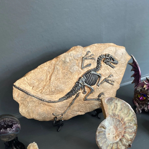 恐竜 化石 オブジェ 樹脂 ミニチュア 装飾 インテリア レトロ アンティーク 台 スタンド 彫刻 標本 リビング アート アンティーク 時代