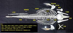 K0034★バンドウイルカTursiops truncatus　全身骨格標本★【骨　骨格　科学 自由研究 生物 標本 インテリア 】