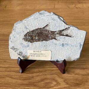 中新世2500万年前　魚の化石