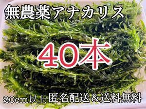 送料無料 40本20cm以上 無農薬アナカリス(オオカナダモ)アクアリウム餌水草 メダカ 金魚草 金魚藻 ザリガニ エビの餌にも