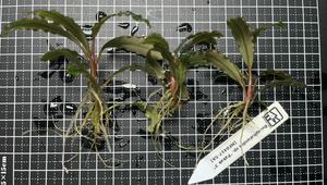 Bucephalandra sp. “Pakak 3” 【MF0417-5A】3株　ブセファランドラ MF便　水中葉