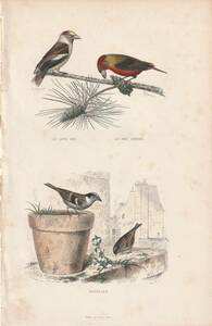 フランスアンティーク 博物画 『鳥類4　野鳥』 多色刷り石版画