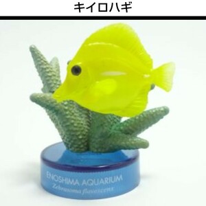 5.キイロハギ★海洋堂 新江ノ島水族館への誘い１ ボトルキャップ フィギュア 検)非売品 松村しのぶ セブンイレブン限定 水族館立体生物図録