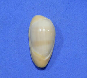 貝の標本 Cryptospira mabellae 23mm.India