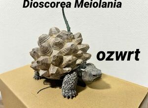 ozwrt Dioscorea Meiolania メイオラニア オズワート 亀甲竜