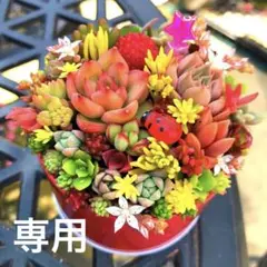 そのまま飾れる多肉植物寄せ植え　管理書付