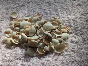 貝殻 まとめ売り 約62g ハンドメイド材料 貝