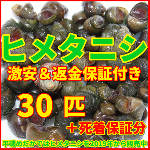 送料無料│ヒメタニシSMサイズ30匹+死着保証5匹│メダカ水槽のコケ取りや水質浄化│亀の活餌│鯉の釣り餌【ゆうパケット│識別番号A1】