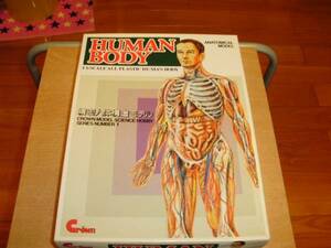 HUMAN BODY