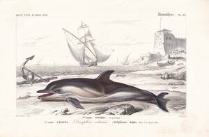 フランスアンティーク 博物画『哺乳類/イルカ』 多色刷り石版画