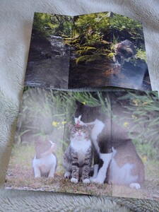 岩合光昭さん 猫ポスター B5サイズ マンガ付録 5枚セット