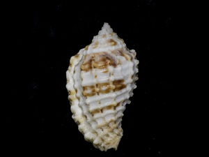 貝の標本 Morum cancellatum 40mm.Taiwan