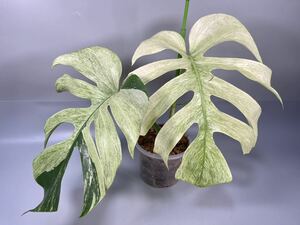 「06」　モンステラ ボルシギアナ ミント　斑入り　Monstera Borsigiana Mint Variegated 