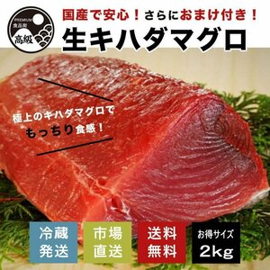 極上! 国産生キハダマグロ 2kg+おまけ（生）送料無料（お買い得2kg）