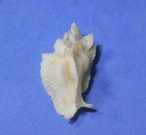貝の標本 Pterynotus pellucidus 38mm.