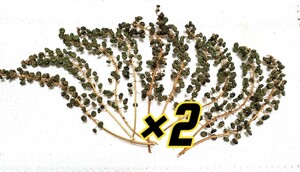 ヨウシュヤマゴボウ　20本　約15~20cm　リース　スワッグ　ハンドメイド　実　ドライフラワー　素材　ハーバリウム　同梱歓迎