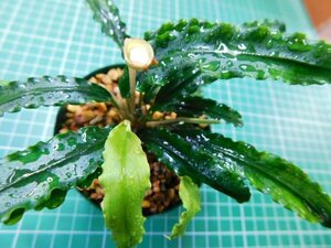 ◎1856TN171　 (自家栽培）水草　ブセファランドラ　Bucephalandra sp. ダークベルベット