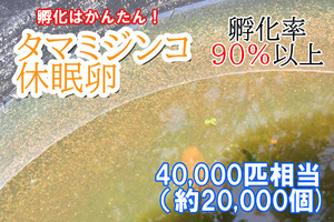 【送料無料】タマミジンコ　休眠卵　40,000匹相当（約20,000個）×5セット　耐久卵　メダカ　餌　ミジンコ　稚魚　上陸　イモリ