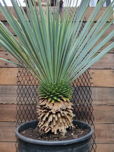 ユッカ ロストラータ　 Yucca rostrata　【検索】 ユッカ　Yucca　ロックガーデン　ドライガーデン　リギダ　ユッカロストラータ