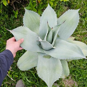 オバティホリア フロステッド　63㎝　検（agave チタノタ　チタノータ　アガベ　リュウゼツラン　吉祥天　パリー　 ホリダ　好きにも