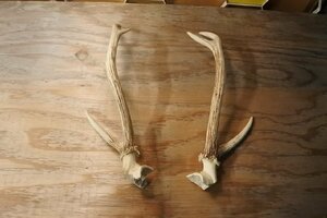 鹿の角 骨 ２本 ハンティングトロフィー ツノ