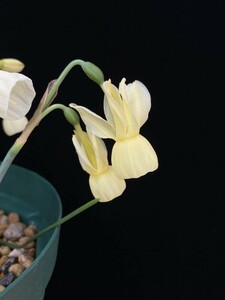【種子】スイセン　トリアンドルス　パリドゥルス（Narcissus triandrus subsp. pallidulus）
