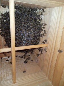 送料無料 発送可 日本蜜蜂 福島県より 分蜂群 直接手渡も可　日本ミツバチ　ニホンミツバチ　ミツバチ　残りわずか