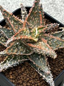 Aloe hybrid 12 アロエ ハイブリッド 実生 多肉植物 