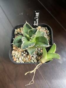 アガベ チタノタ 大白鯊 /agave titanota ホオジロザメ オテロイ 多肉植物 清櫻 皇冠 白犀牛