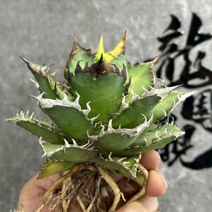 【龍園觀】①No.1110 特選 アガベ 多肉植物 チタノタ レッドキャットウィーズル ゴリ猫 