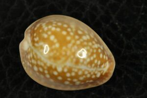 エングラーハナマルユキダカラ　20.2㎜ 　タカラガイ　貝標本　貝殻