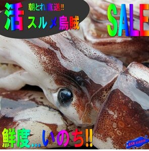 5箱】朝とれ直送!! 特大「活スルメ烏賊4kg」お刺身用-美しい釣り物