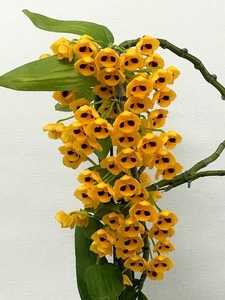◆◇ 洋蘭 原種 Den. chrysanthum 