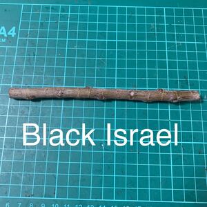 Black Israel穂木　イチジク穂木 いちじく穂木 