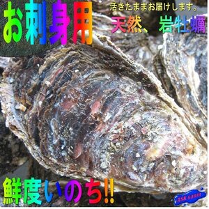 生食用「岩牡蠣10kg」-30粒位で10kg-活きたままお届けします!!