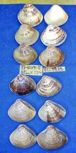 蛤　YS−0127−5　美しい模様　45mm12個　江戸前　貝合わせ　貝覆い　ハマグリ　貝殻　標本　材料