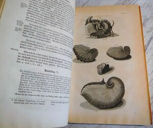 東インドのプリニウス/盲目の博物学者ルンフィウス★『アンボイナ珍品集成』1766年刊ドイツ語訳初版/平賀源内所蔵/栗本丹洲の典拠