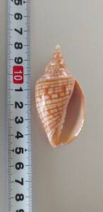 【逸品／GEM】キンスジボラ　貝殻　貝標本　採れたて　送料220円
